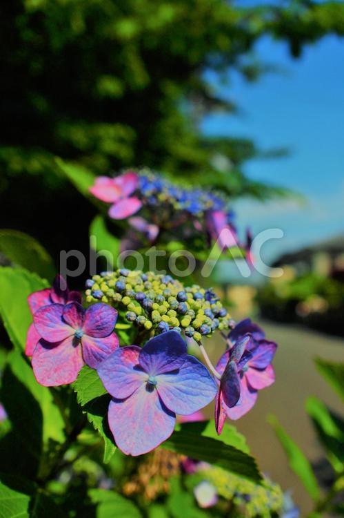 あじさいの季節 紫陽花,あじさい,アジサイの写真素材