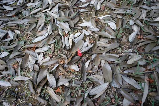 枯れ葉の中の一枚の赤い葉 秋,落ち葉,葉の写真素材