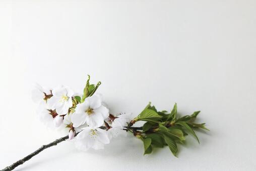 桜の花と白背景 背景,桜,日本の写真素材
