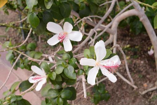 Photo, গোলাপ ফুল, ফুল, ফুল পুষ্প, 