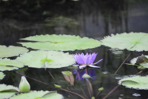 蓮の花♪ 蓮の花♪ 蓮,花,フラワーの写真素材