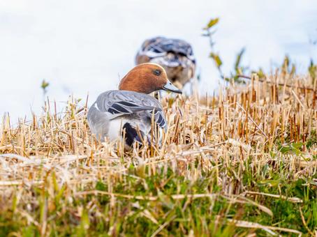Wigeon duck walking on the ground, JPG
