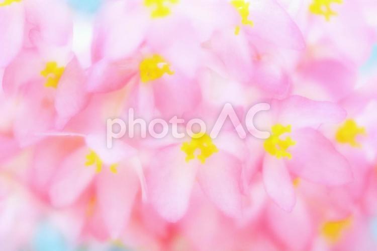 ベゴニアのイメージ_ソフトフォーカス 花,ベゴニア,バックグラウンドの写真素材