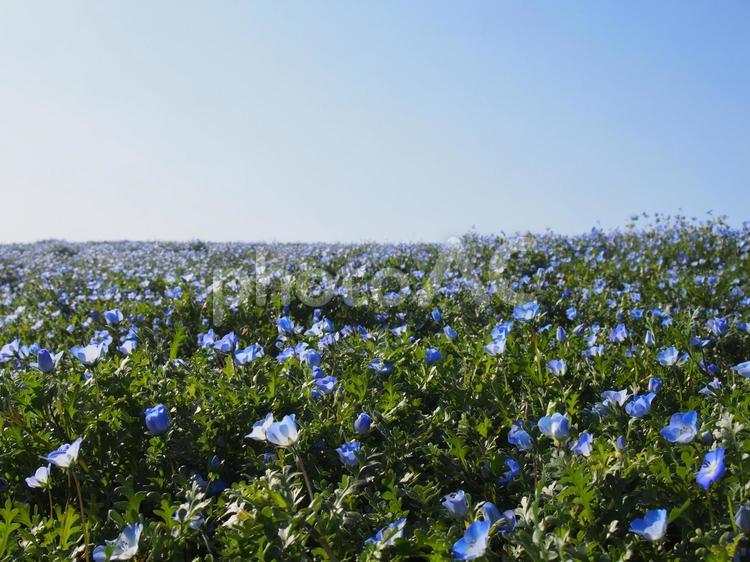 ネモフィラ ネモフィラ,花,空の写真素材