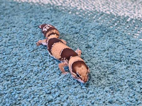 カーペットを歩くニシアフリカトカゲモドキ カーペットを歩くニシアフリカトカゲモドキの写真