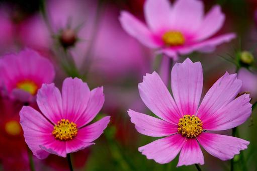 コスモス5 コスモス5 植物,花,秋の写真素材