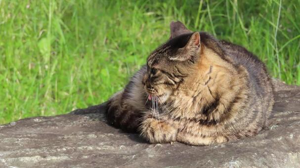 日向ぼっこ姿もあざといもふもふな猫様 猫,キジトラ,舌の写真素材