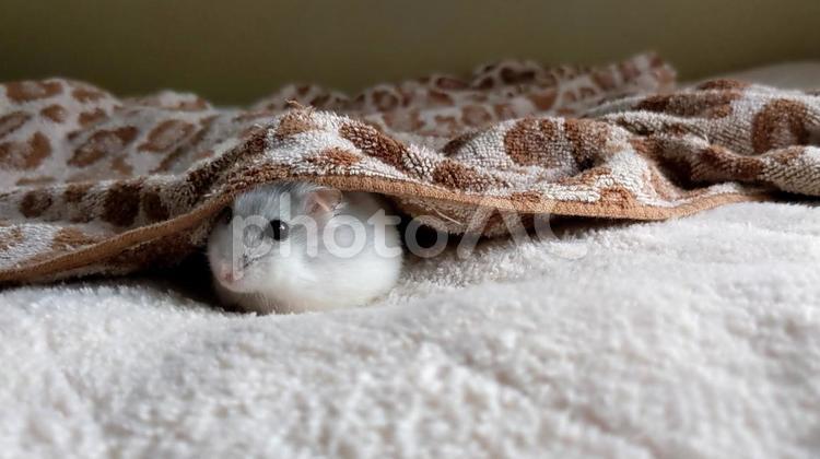 ハムスター ハムスター,小動物,齧歯類の写真素材