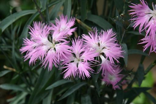 カワラナデシコ・河原撫子　マクロ 草花,花弁の先,糸状に裂けるの写真素材