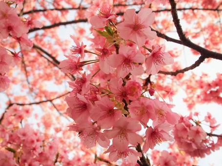 河津桜 河津桜の写真