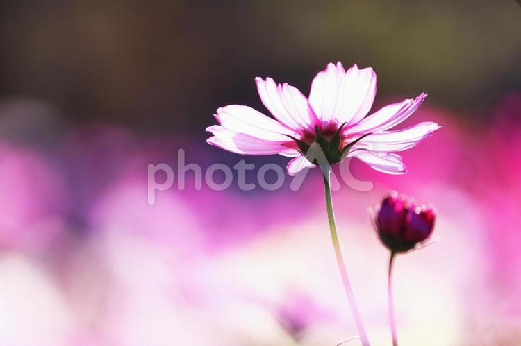 秋のカラフルで美しいコスモス畑 コスモス,秋,花の写真素材