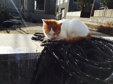 猫島 猫島の写真