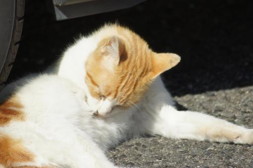 ねこ のらねこ,にゃんこ,可愛いの写真素材