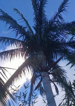 Photo, palm, coconut, palmae (palm family of plants), 