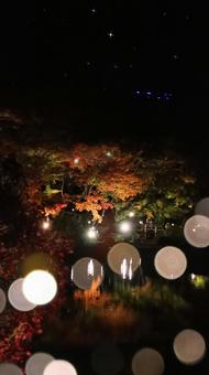 虹の郷　紅葉ライトアップ 紅葉,ライトアップ,秋の写真素材