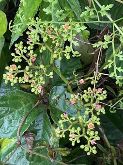 ヤブガラシ つぼみ つる植物 厄介 ヤブガラシ つぼみ つる植物 厄介の写真