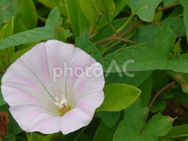 夕顔と葉 夕顔,はな,花の写真素材