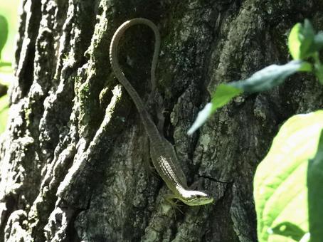 木の幹を這うトカゲの写真