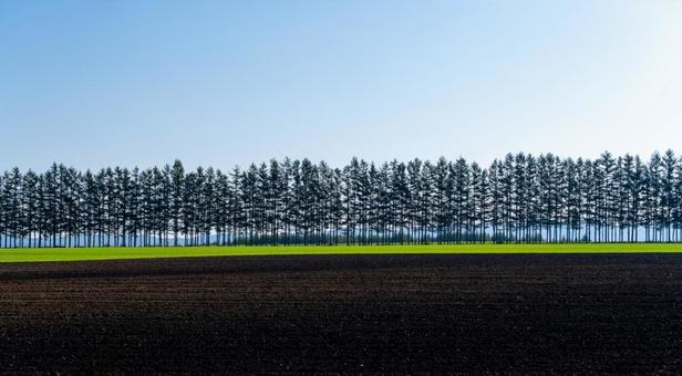 日中の光が照らすシンプルな畑の風景 畑,耕作地,農地の写真素材