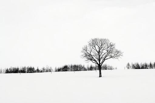 雪原に立つ孤高の樹と冬木立の静景 雪景色,雪原,冬の写真素材