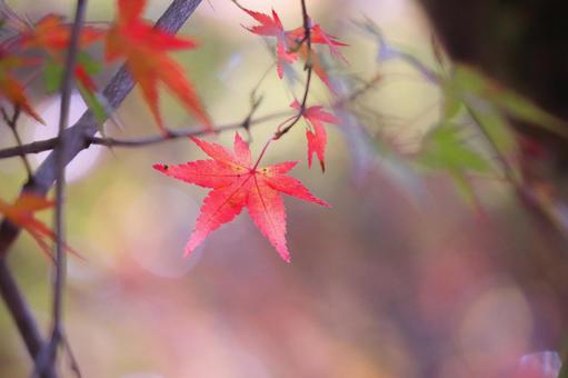 Photo, autumn, autumn leaves, maple, 