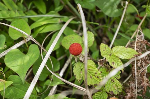 山に自生していた赤いクサイチゴの実 クサイチゴ,ナベイチゴ,5月の写真素材