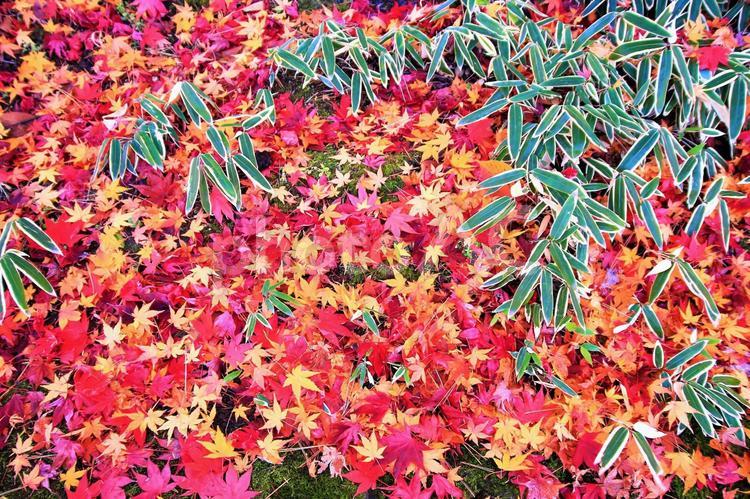 もみじの落ち葉その1 紅葉,もみじ,秋の写真素材