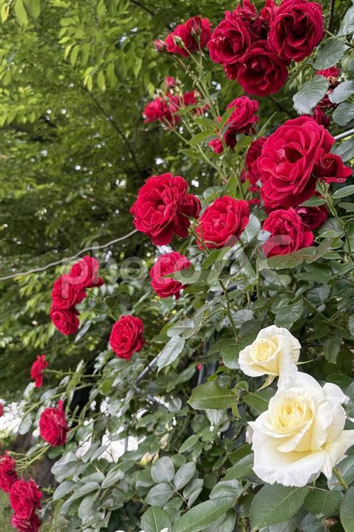 ローズガーデン　赤と白の美しい薔薇 花,バラ,赤の写真素材