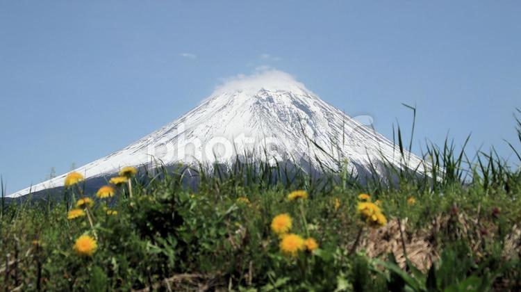 五月の放牧地から見える富士山 富士山,放牧地,朝霧高原の写真素材