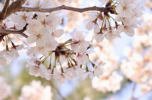 満開の桜 満開の桜の写真