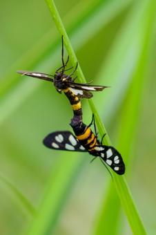 カノコガの交尾⑶ ガ,カノコガ,ハンコチョウの写真素材