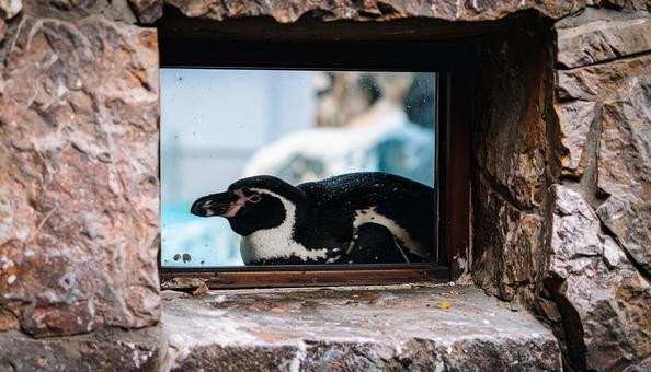 昼寝するペンギンの横顔 昼寝するペンギンの横顔の写真