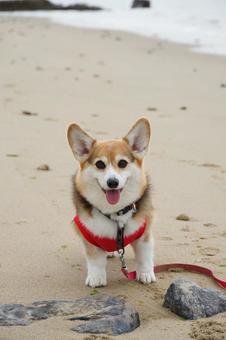 コーギー　ビーチ コーギー,ビーチ,砂浜の写真素材