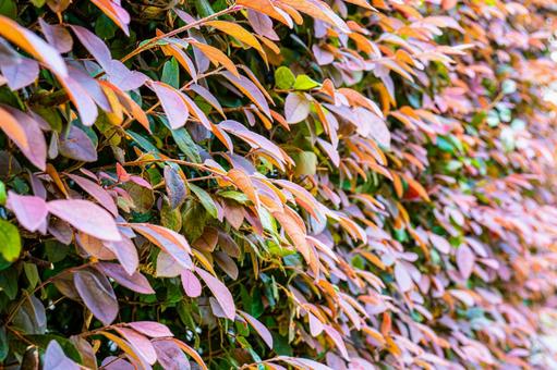 ベニバナトキワマンサクの写真