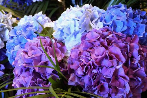 紫と青の紫陽花 紫と青の紫陽花の写真