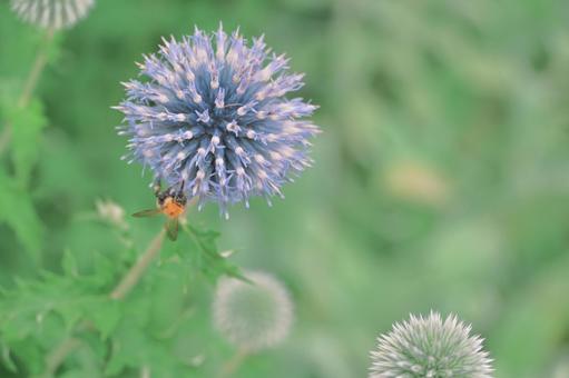 ルリタマアザミと蜂 ルリタマアザミと蜂の写真