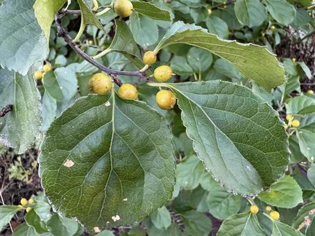 色付き始めたツルウメモドキの実 03 蔓梅擬,ツルウメモドキ,実の写真素材