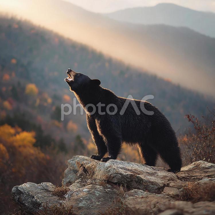 口を開けて威嚇する迫力あるクロクマの瞬間 クロクマ,クマ,動物の写真素材