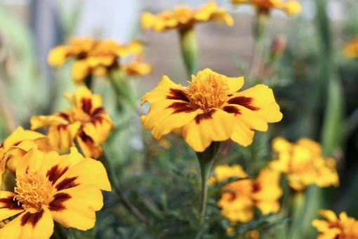 マリーゴールド3の写真
