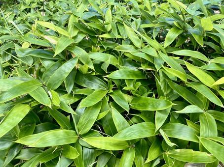 Bamboo growing in Tianshan, JPG