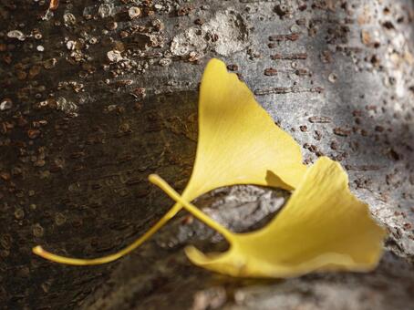 樹肌に寄り添う黄金色のイチョウ葉 イチョウ,銀杏,黄葉の写真素材