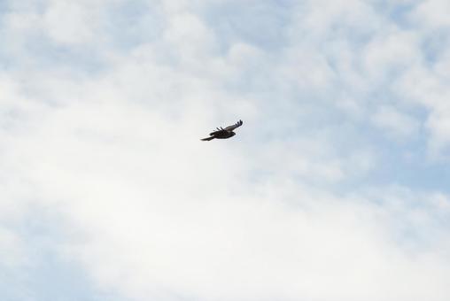 大空を優雅に舞うトビ 大空を優雅に舞うトビ トビ,野鳥,鳥の写真素材