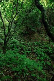 山中の緑の景色 山中の緑の景色の写真