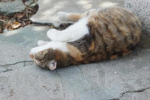 ねこ ねこ にゃんこ,可愛い,野良猫の写真素材