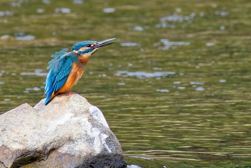岩の上で鳴くカワセミ雄 カワセミ,翡翠,川蝉の写真素材