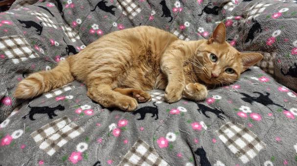 くつろぐ茶トラ 猫,茶トラ,catの写真素材