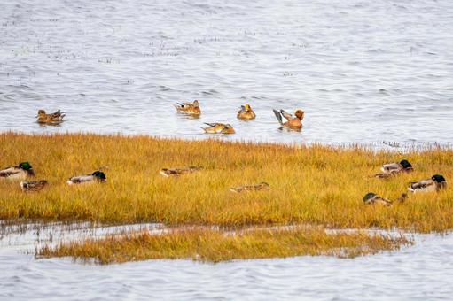 カモの群れ⒀ カモ,マガモ,ヒドリガモの写真素材
