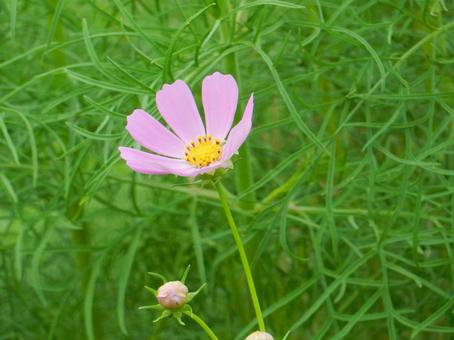 【花の写真】コスモス（秋桜） コスモス,秋桜,自然の写真素材
