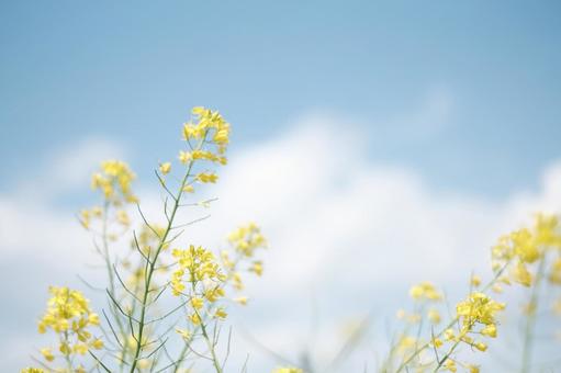 菜の花と春の空 菜の花と春の空の写真