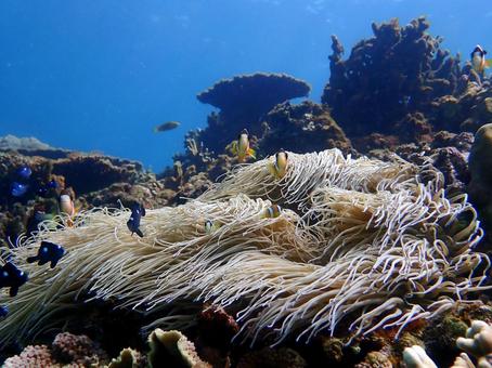 クマノミとミツボシスズメダイ クマノミとミツボシスズメダイ 魚,海,沖縄の写真素材